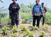 Menggiurkan! Poktan Berkah Tani Kendari Kembangkan ‘Kunyit Sultan’ Harga Fantastis dan Unggulkan Kunyit Hitam Berkhasiat