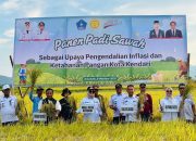 Pemkot Kendari Targetkan Tiga Kali Panen Padi Setahun di Amohalo