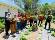 Inovasi Irigasi Tetes ‘Keran Air’ BPP Kendari Sukses, Sayuran Tumbuh Subur di Tengah Keterbatasan