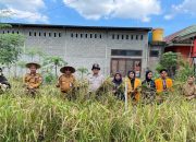 Distan Kendari Gandeng BPBD Kembangkan Padi Gogo, Dorong Konsep Pertanian Aman Bencana
