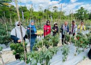 BPP Baruga Kendari Hasilkan Ratusan Kilo Cabai, Jadi Penekan Inflasi Daerah