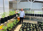 Teras Rumah Jadi Benteng Inflasi, Pemkot Kendari Masifkan Program Tanam Cabai Siap Petik