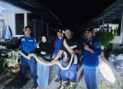 Ular Piton 3 Meter Gegerkan Warga BTN Puri Maharani Kendari